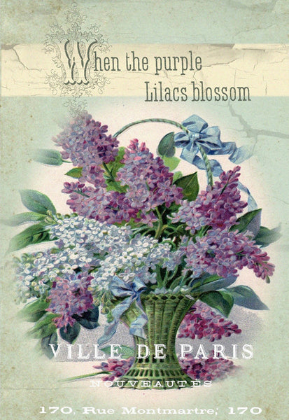 Lilac Blossoms - 2354