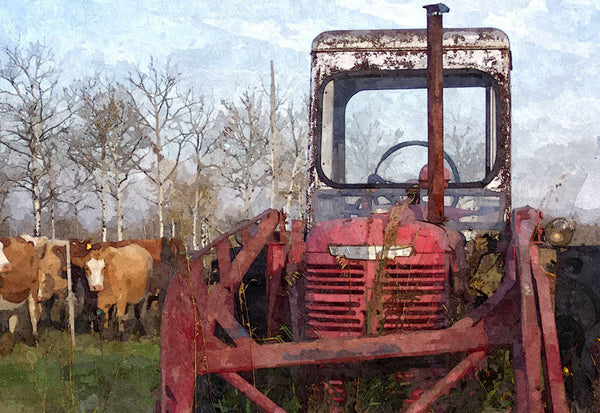 Tractor Among Cows - 2373