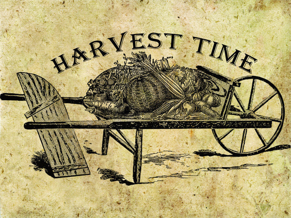 Harvest Time - 4302