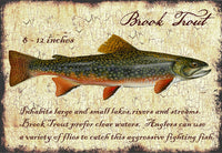 Brook Trout - 4466