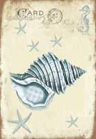 Seashore Conch - 4835