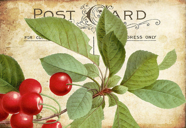 Cherries Postcard - 5408