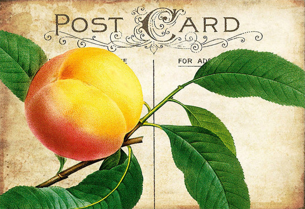 Peach Postcard - 5410