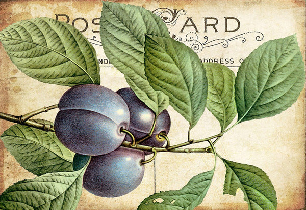 Plum Postcard - 5413