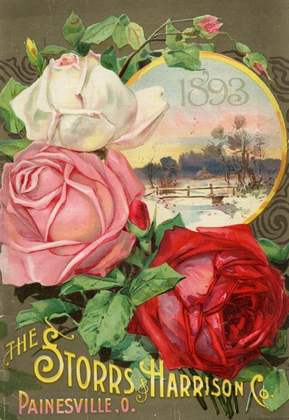 Storrs 1893 Rose - 5521