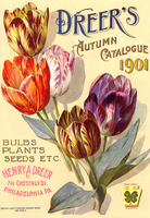 Dreers 1901 Tulip - 5522