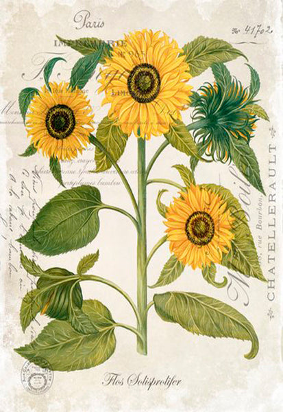 Sunflowers - 7599